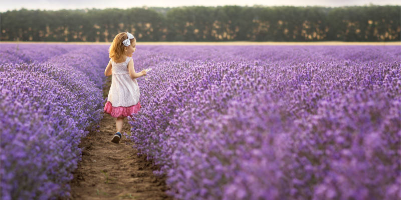 Lavender field