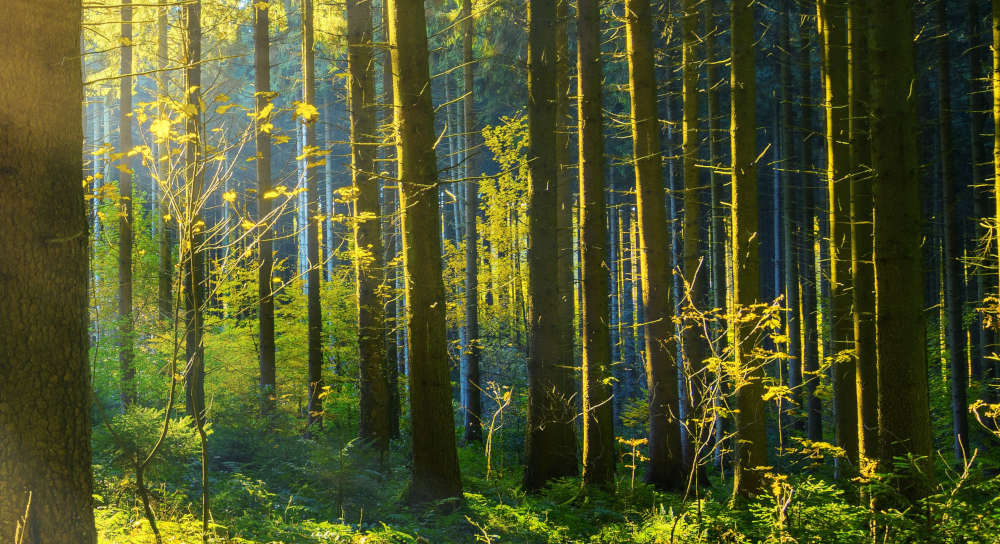 Forest trees