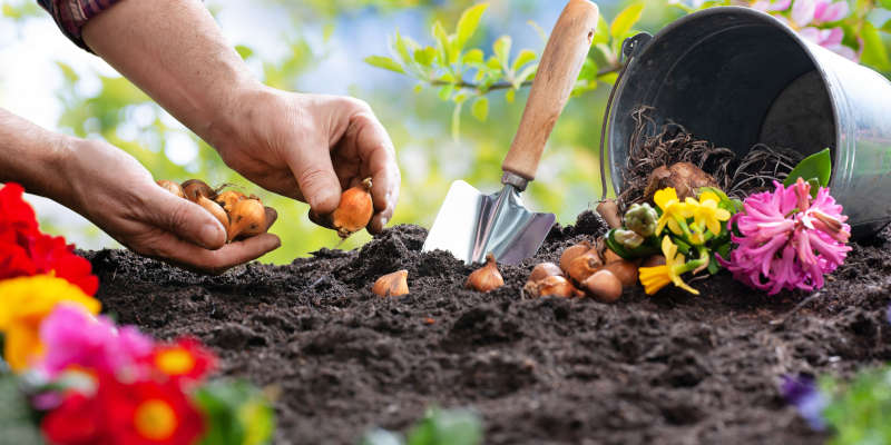 Planting Bulbs