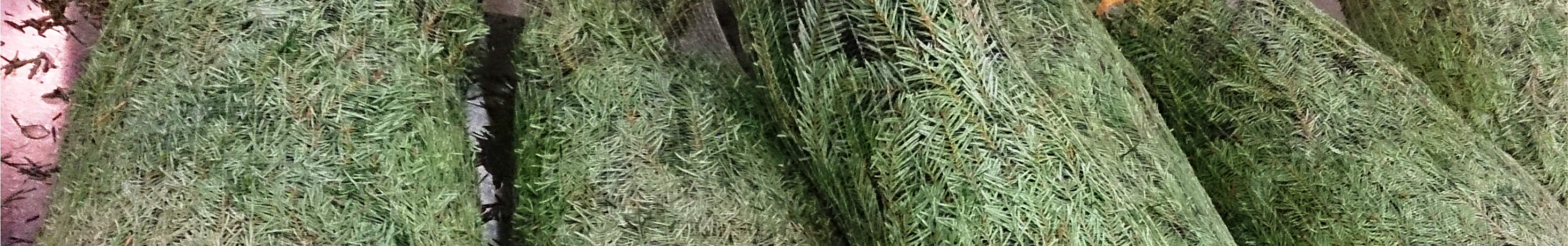 Trees and Wreaths