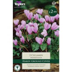 Cyclamen hederifolium