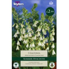 Galtonia 3 Pack - GC-TAYLORS