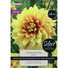 Dahlia Dazzling Sun - Taylors Bulbs