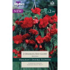 Begonia Odorata Red Glory