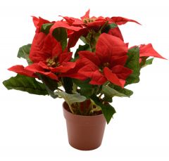 Kaemingk Red Poinsettia in Pot 27cm