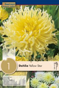 Dahlia Yellow Star - Kapiteyn