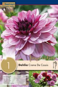 Dahlia Creme De Cassis - Kapiteyn