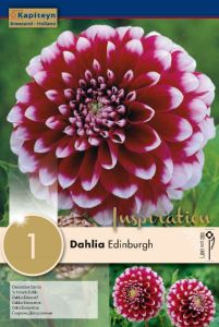Dahlia Edinburgh - Kapiteyn