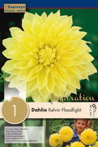 Dahlia Kevin Floodlight - Kapiteyn