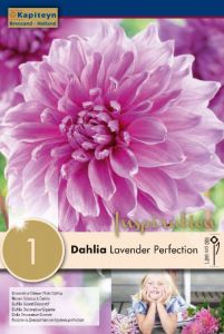 Dahlia Lavender Perfection - Kapiteyn
