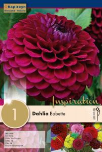 Dahlia Babette - Kapiteyn