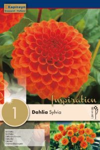 Dahlia Ball Sylvia - Kapiteyn