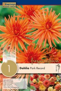 Dahlia Park Record - Kapiteyn