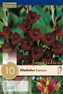 Gladiolus Expresso   - Kapiteyn