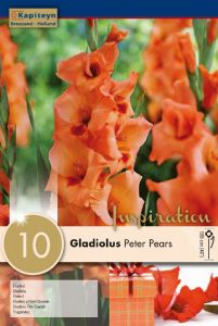 Gladiolus Peter Pears - Kapiteyn