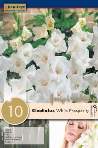 Gladiolus Nova Lux - Kapiteyn