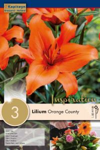Lilium Orange County - Kapiteyn