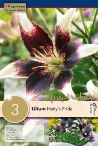 Lilium Bicolor Netty'S Pride - Kapiteyn