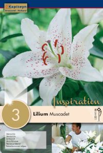 Lilium Muscadet  - Kapiteyn