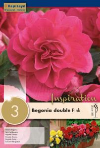 Begonia Double Pink - Kapiteyn