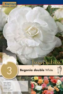 Begonia Double White - Kapiteyn
