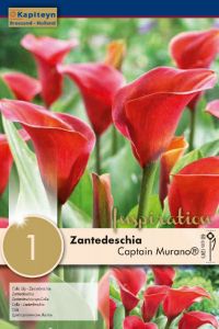 Zantedeschia Captain Murano® Syn.Calla - Kapiteyn