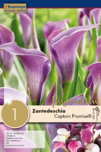 Zantedeschia Captain Promise® Syn.Calla - Kapiteyn
