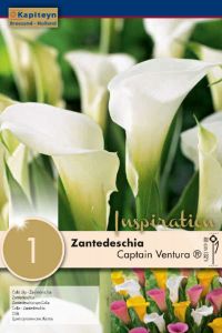 Zantedeschia Captain Ventura ® Syn.Calla - Kapiteyn