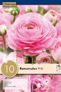 Ranunculus Aviv Pink - Kapiteyn