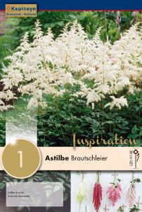 Astilbe Brautschleier - Kapiteyn