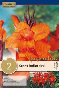 Canna Indica Verdi - Brown Leaf - Kapiteyn