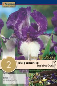 Iris Germanica Stepping Out - Kapiteyn
