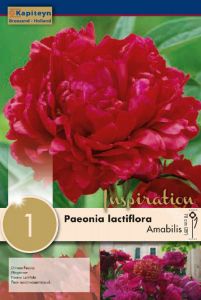 Paeonia Lactiflora Amabilis - Kapiteyn