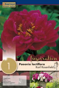 Paeonia Lactiflora Karl Rosenfield  - Kapiteyn