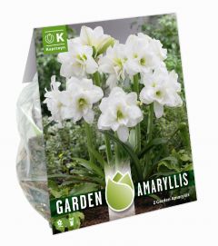 Amaryllis Alasca - Garden Amaryllis For Gardens And Patios - Kapiteyn