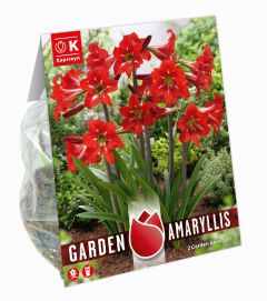 Amaryllis Balentino - Garden Amaryllis For Gardens And Patios - Kapiteyn