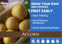 Accord Seed Potato 2kg - Taylor's Bulbs