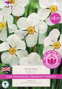 Narcissi Actaea 10 Pack- Taylors Bulbs