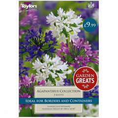 Agapanthus Collection - Taylors Bulbs