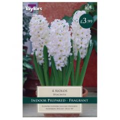 Hyacinth Ailos 16-17  - Taylor's Bulbs