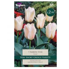 Tulip Albion Star  - Taylor's Bulbs