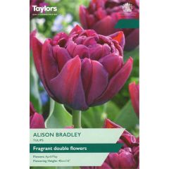 Taylors Bulbs Tulip Alison Bradley