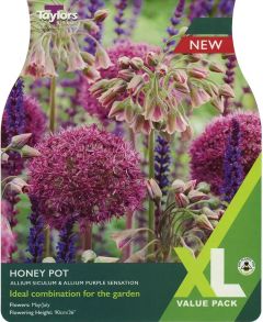 Taylors Bulbs Allium Honey Pot XL