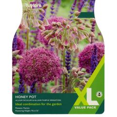 A pollinators mix of Alliums containing Allium siculum and Allium Purple Sensation
