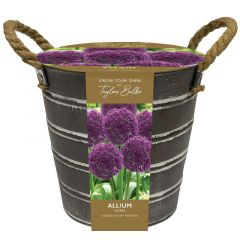 Outdoor Allium Bucket - Taylor's Bulbs