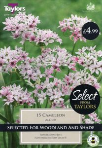Allium Cameleon 15 Pack - Taylors Bulbs