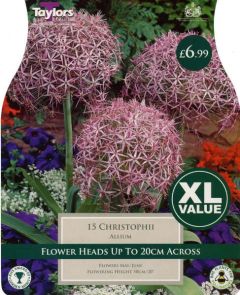Allium Christophii XL Value - Taylors Bulbs