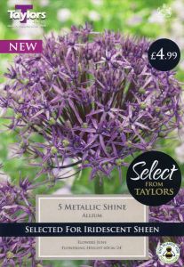 Allium Metallic Shine - 10-12 - 5 Pack - Taylor's Bulbs