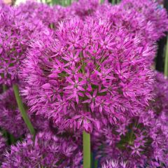 Allium Purple Sensation 60 Pack - Taylors Bulbs