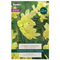 Narcissus Angels Whisper  - Taylor's Bulbs